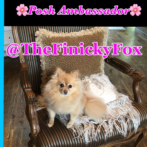 Meet your Posher, Finicky 🦊 - Picture 1 of 3